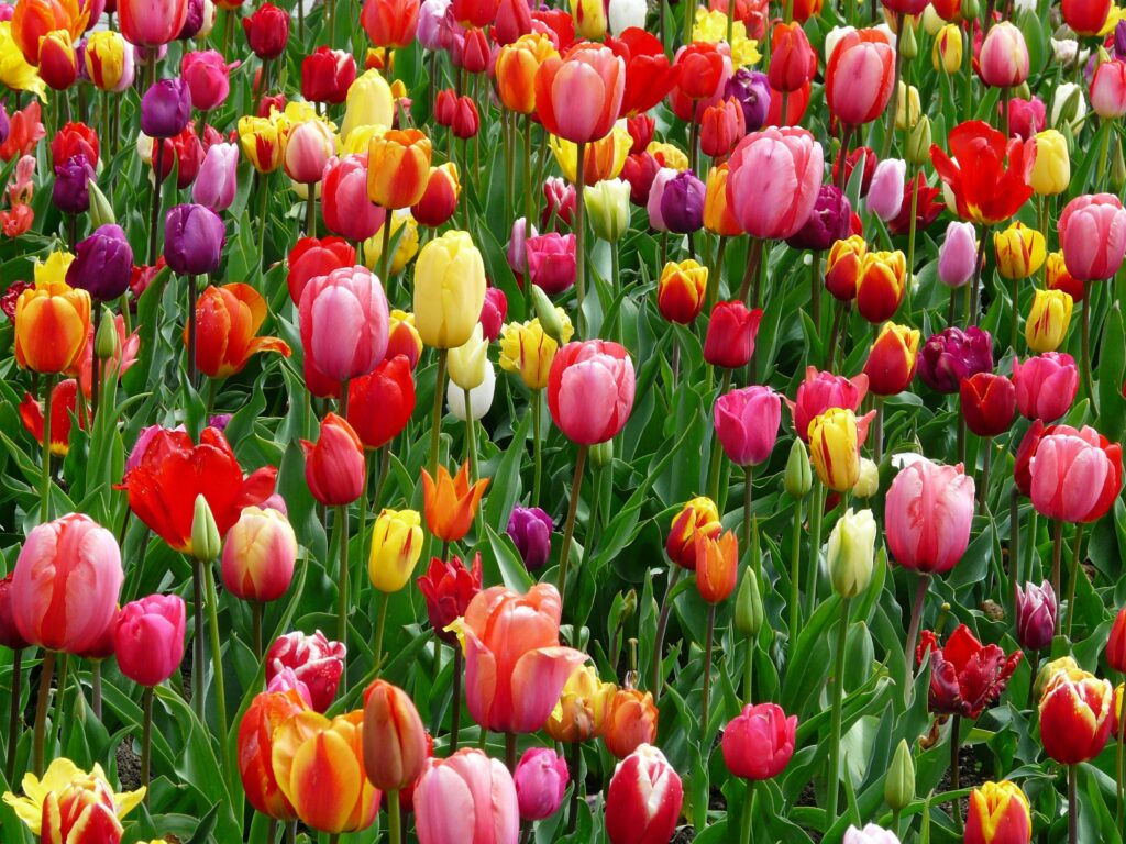 Fiets-Fun Fietsvakantie Tulpen